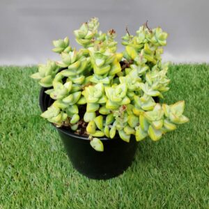 CRASSULA RUPESTRIS 15CM
