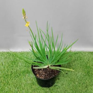 HERB BULBINE FRUTESCENS ORANGE 15CM