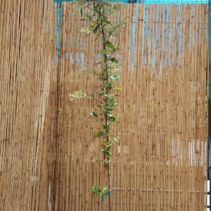 BRACHYLAENA DISCOLOR 20KG