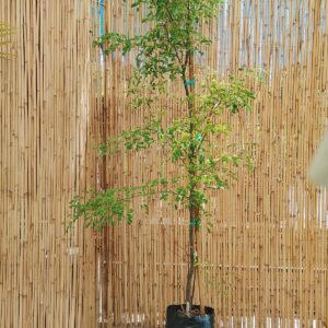 CAESALPINEA FERREA 20KG