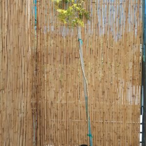 CALPURNIA AUREA 20KG