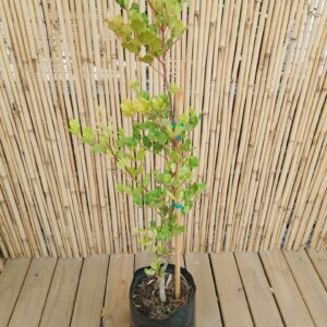 CERATONIA SILIQUA 10KG