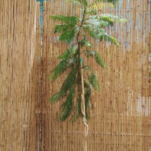 JACARANDA MIMOSIFOLIA 20KG