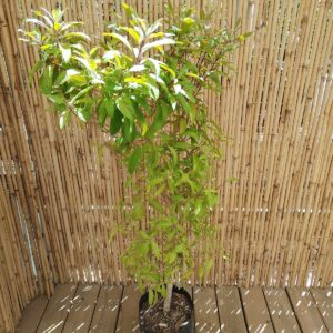 NUXIA FLORIBUNDA 10KG