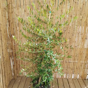OLEA EUROPEA AFRICANA 20KG