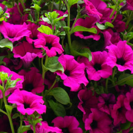 Growing and caring for petunias: A summer flower guide