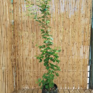 SENEGALIA GALPINII 20KG