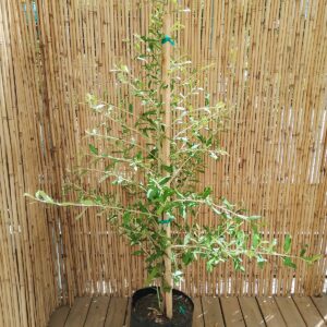 TARCONANTHUS CAMPHORATUS TREE 20KG