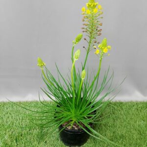 HERB BULBINE FRUTESCENS YELLOW 15CM