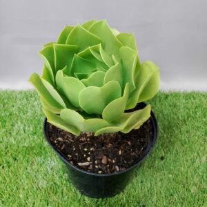 AEONIUM CANARIENSE 17CM