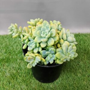 ECHEVERIA AMOENA 15CM