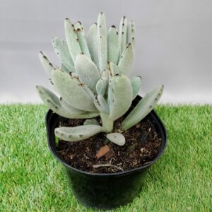 KALANCHOE ASSORTED 15CM