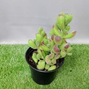 COTYLEDON TOMENTOSA LADISMITHIENSIS 15CM