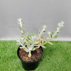 ECHEVERIA PULVINATA FROSTY 15CM
