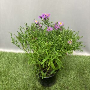 ASTER NOVI BELGII MIX 15CM