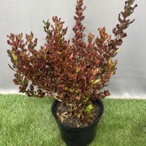 COPROSMA PACIFIC SUNSET 20CM