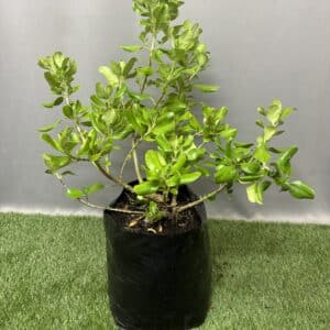 COPROSMA REPENS 10KG