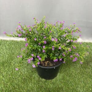 CUPHEA MEX MAUVE 17CM