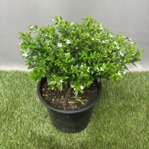 CUPHEA MEXICANA WHITE 17CM