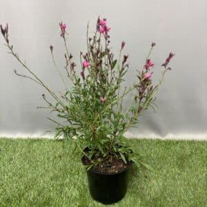GAURA BELLAZA 15CM