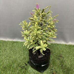 HEBE CARNEA VARIEGATED 4KG