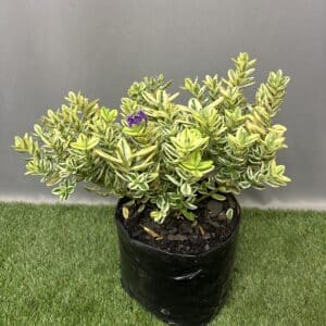 HEBE FRANCISCANA VARIEGATA 10KG