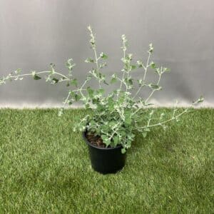 RHAGODIA HASTATA 12CM