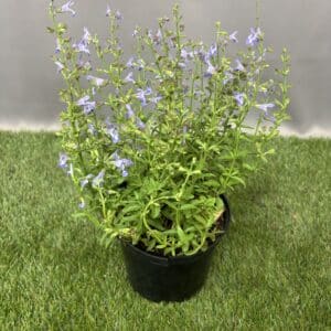 SALVIA ASSORTED 15CM