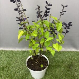 SALVIA ROCKIN ASSORTED 15CM