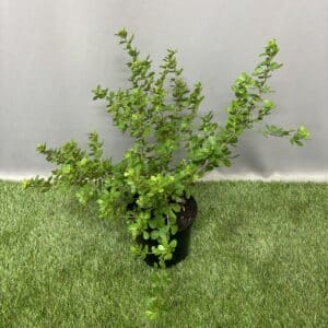 SEARSIA CRENATA 15CM