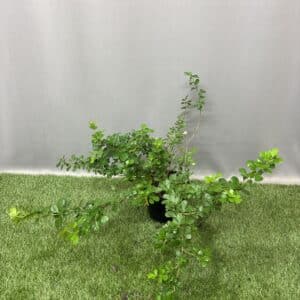 SEARSIA CRENATA 17CM