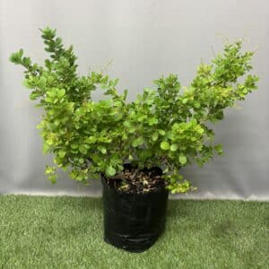 SEARSIA CRENATA ALEX 10KG