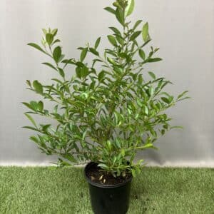 SYZYGIUM PANICULATUM 17CM