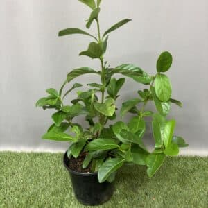 VIBURNUM SINENSIS 17CM