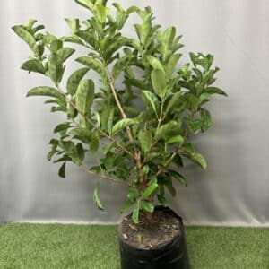 VIBURNUM SINENSIS 20KG