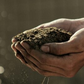 Benefits of using compost in your garden