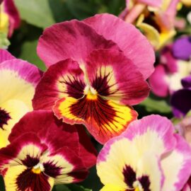 10 Plants that grow in April