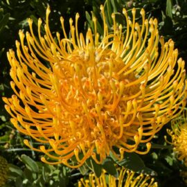 Indigenous icons: A beginner’s guide to growing pincushions & cone bushes