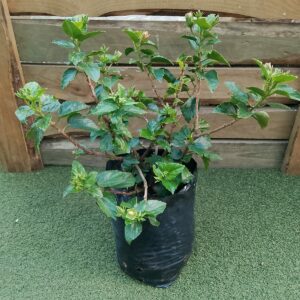 HIBISCUS ASSORTED 10KG