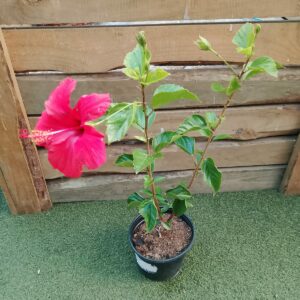 HIBISCUS BRILLIANT 19CM