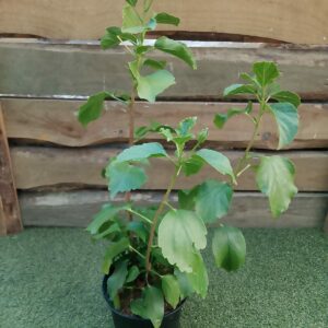 HIBISCUS HOLLYWOOD FIRST TO ARRIVE 17CM