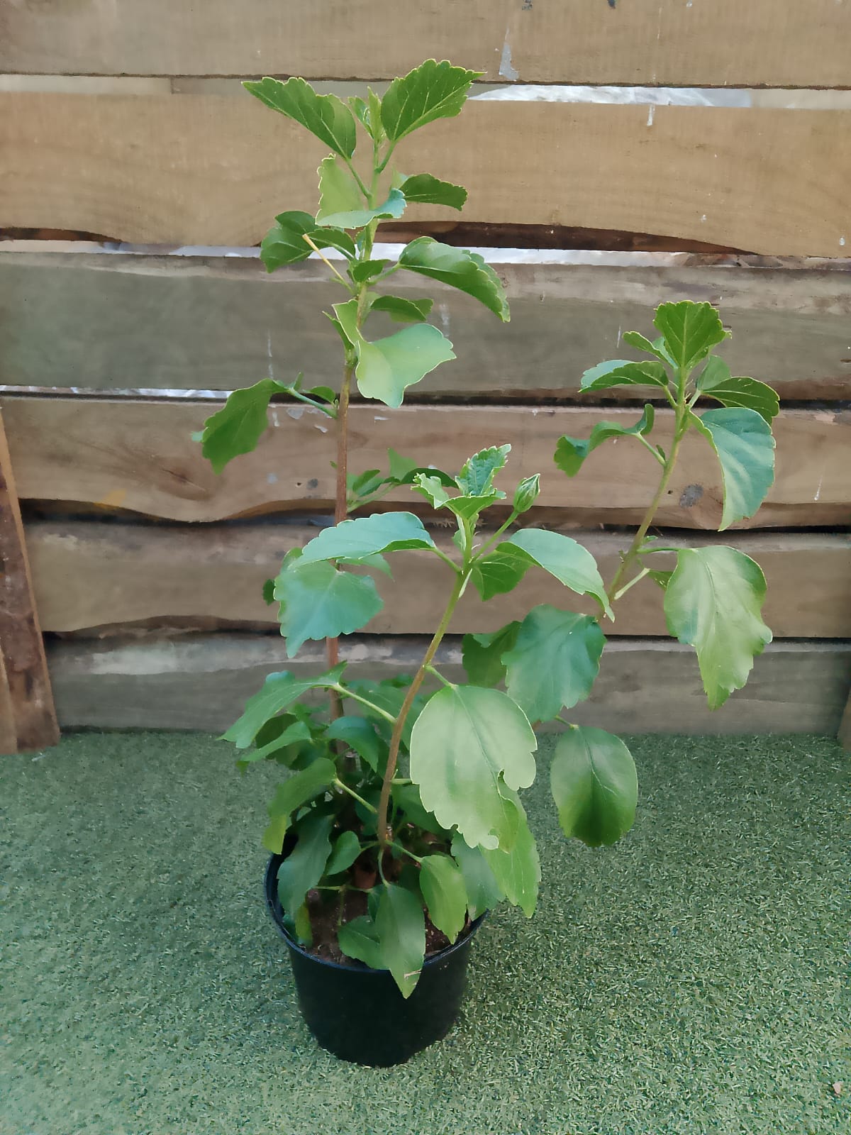 HIBISCUS HOLLYWOOD FIRST TO ARRIVE 17CM