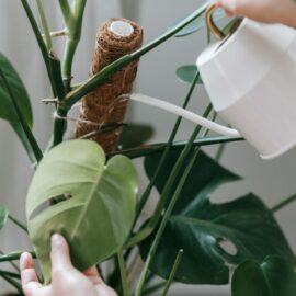 From droopy to thriving: How a moss pole changes everything