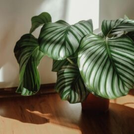 Foliage plants: a beginner’s guide to indoor greenery