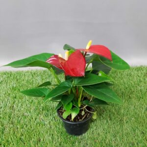 ANTHURIUM RED 9CM
