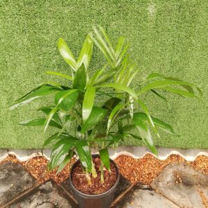 CHAMAEDOREA SEIFRITZII 25CM