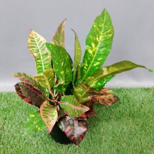 CROTON NORMA 15CM