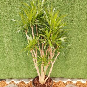 DRACAENA ANGAZI 30CM