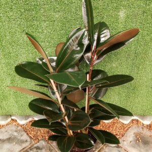FICUS ABIDJAN 24CM