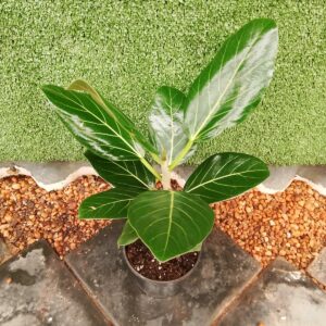 FICUS AUDREY 14CM